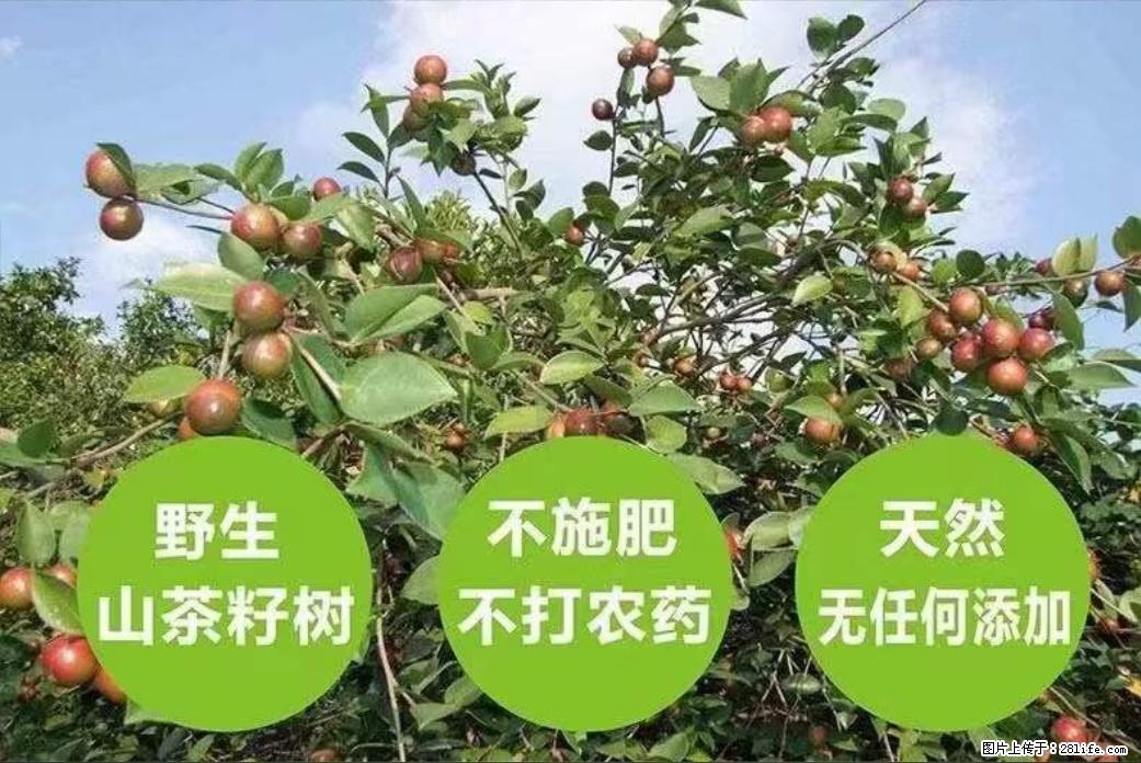 【灌阳县油茶产业示范区】一个有着充实的精神生活的人，对待身外之物自会有一种淡泊的态度 - 美食天地 - 南阳生活社区 - 南阳28生活网 ny.28life.com