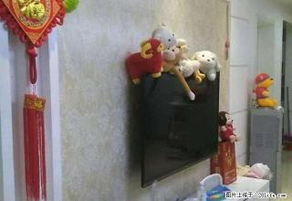 淯阳聚龙居 1200元 3室2厅1卫 精装修全套高档家私电， - 南阳28生活网 ny.28life.com