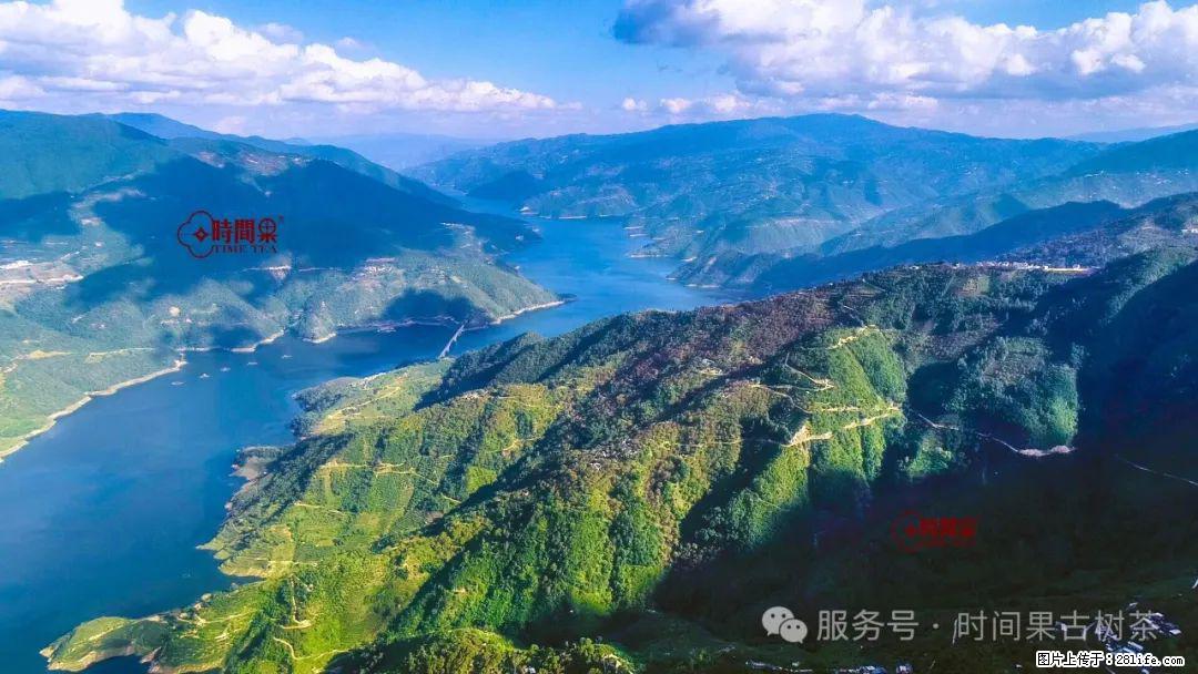 时间果百年古树龙珠普洱生茶 - 购物交流 - 南阳生活社区 - 南阳28生活网 ny.28life.com