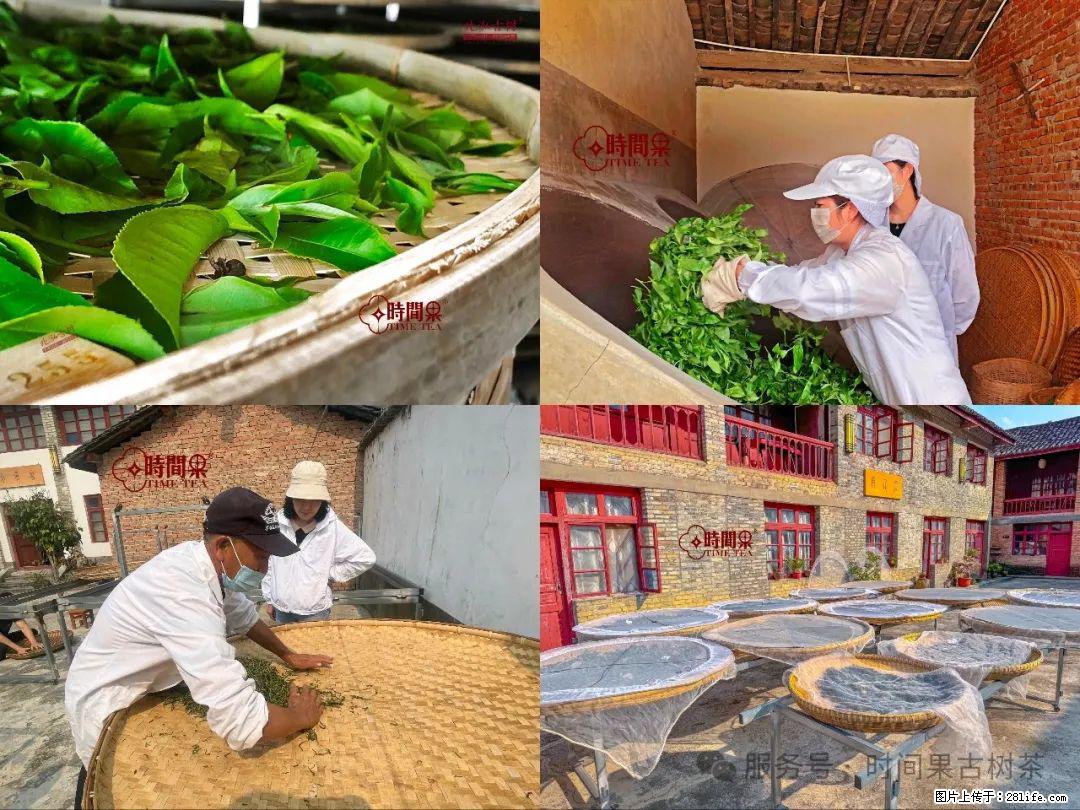 时间果百年古树龙珠普洱生茶 - 购物交流 - 南阳生活社区 - 南阳28生活网 ny.28life.com