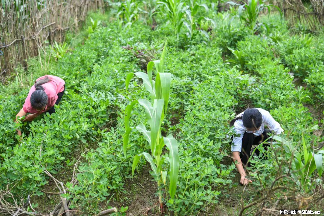 全网追的“扁担女孩”,找了一份暑假工,时薪12元 - 南阳生活资讯 - 南阳28生活网 ny.28life.com