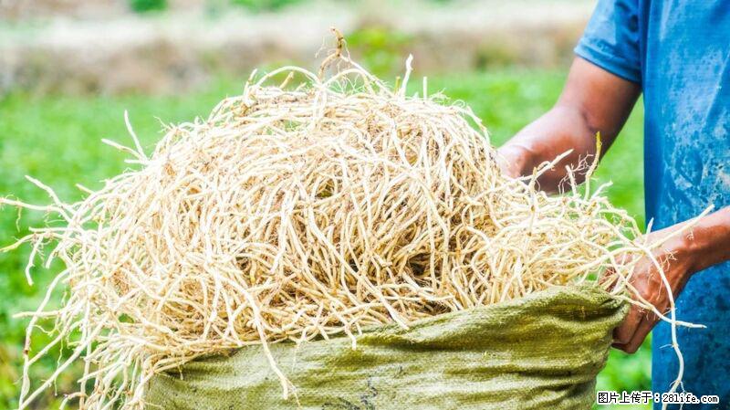 堪称“最难吃”的蔬菜,却是 “抗辐射神器”,还能护肺、清热、止咳化痰! - 南阳生活资讯 - 南阳28生活网 ny.28life.com