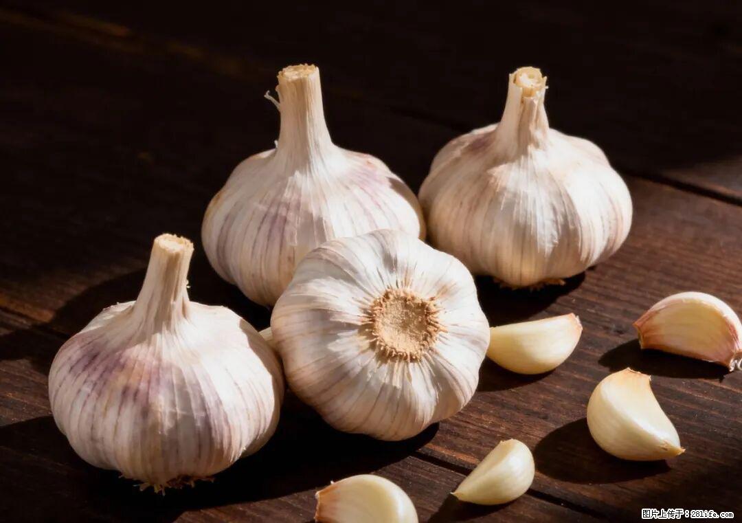 关于大蒜，除了“天然抗生素”，这4个谣言更该警惕! - 南阳生活资讯 - 南阳28生活网 ny.28life.com