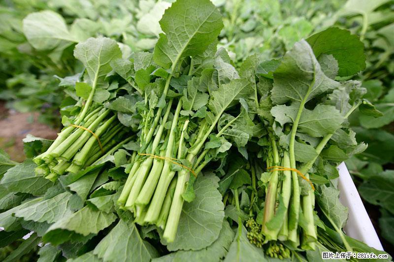 这些蔬菜是“天然钙片”，这6种被医生重点推荐 - 南阳生活资讯 - 南阳28生活网 ny.28life.com